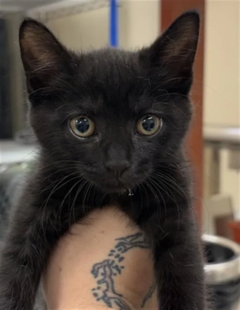 A baby small-sized male Domestic Short Hair cat named Wiggle for adoption in Aliquippa, PA