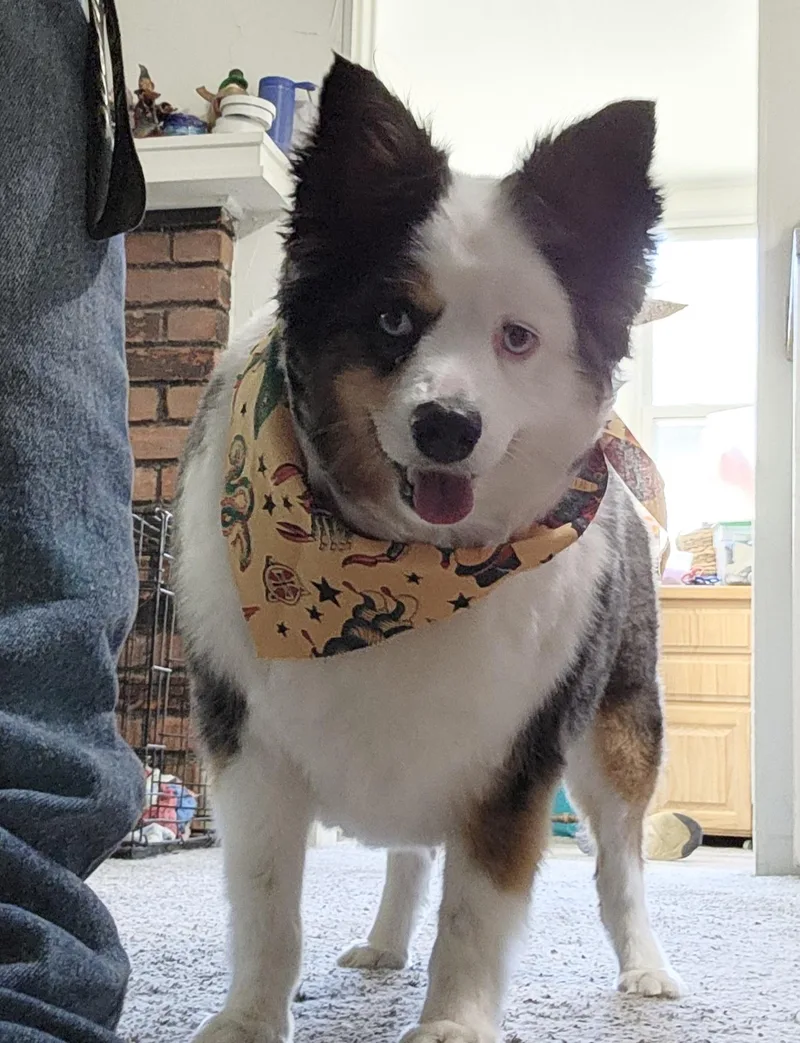 An adult small-sized male Merle (Blue) Australian Shepherd dog named Oliver for adoption in White Lake, MI
