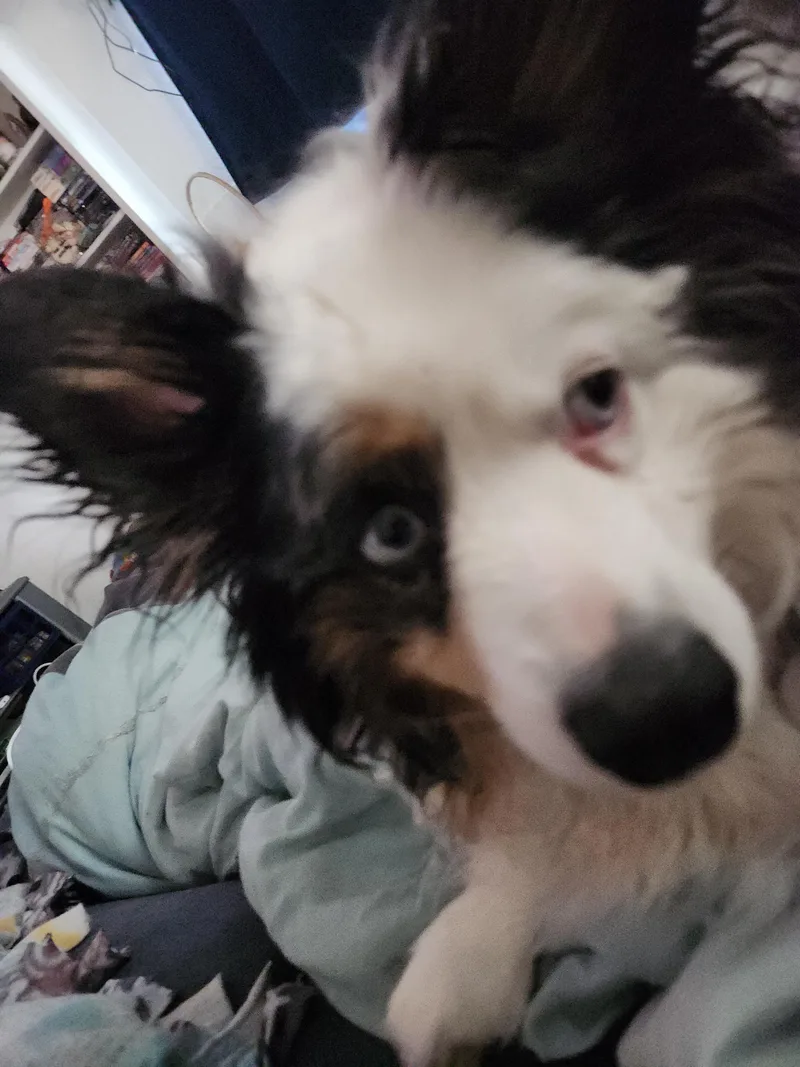 Oliver thumbnail 2