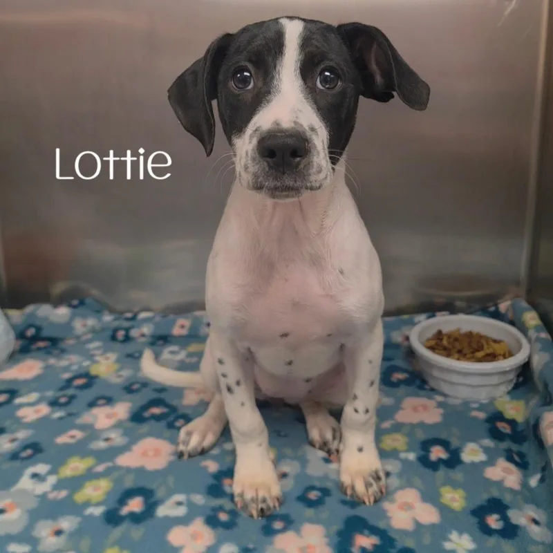 A baby small-sized female White / Cream Mixed Breed dog named Lottie for adoption in Parkersburg, WV