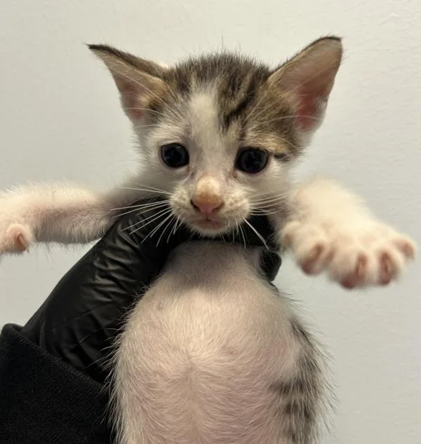 A baby small-sized male Domestic Short Hair cat named Cowboy for adoption in San Diego, CA