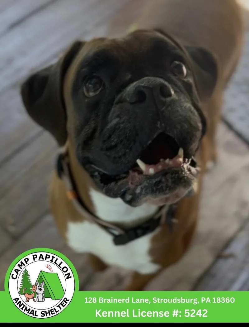 A young medium-sized female Boxer dog named Swiss for adoption in Stroudsburg, PA