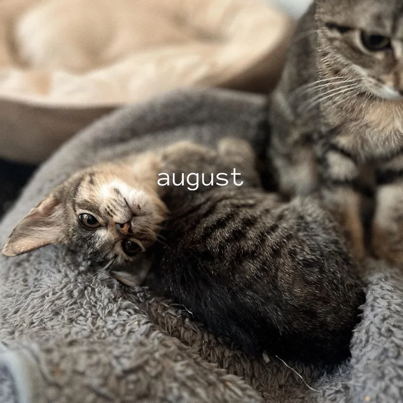 A young small-sized male Brown / Chocolate Domestic Short Hair cat named August for adoption in San Antonio, TX