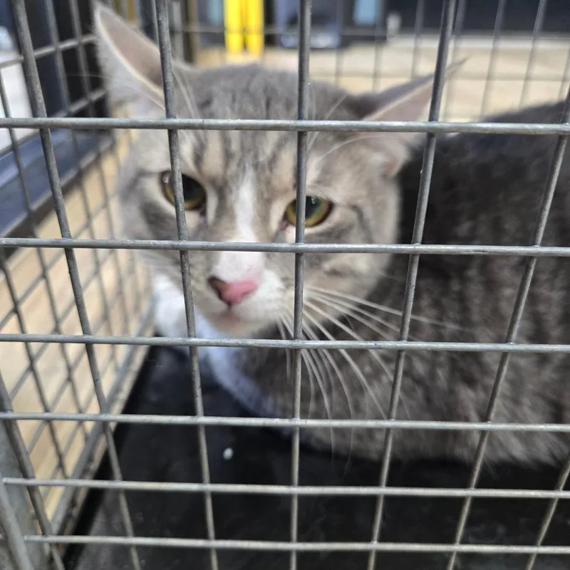 Bunky Career Cat