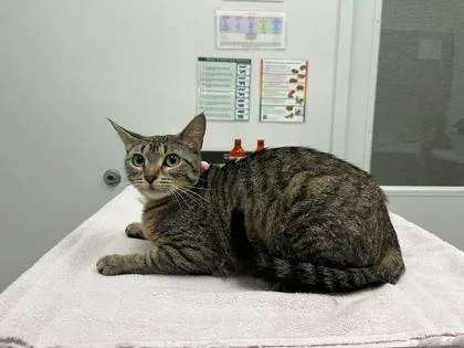 An adult medium-sized female Brown / Chocolate Domestic Short Hair cat named Another Recipe Momma Found for adoption in Kansas City, MO