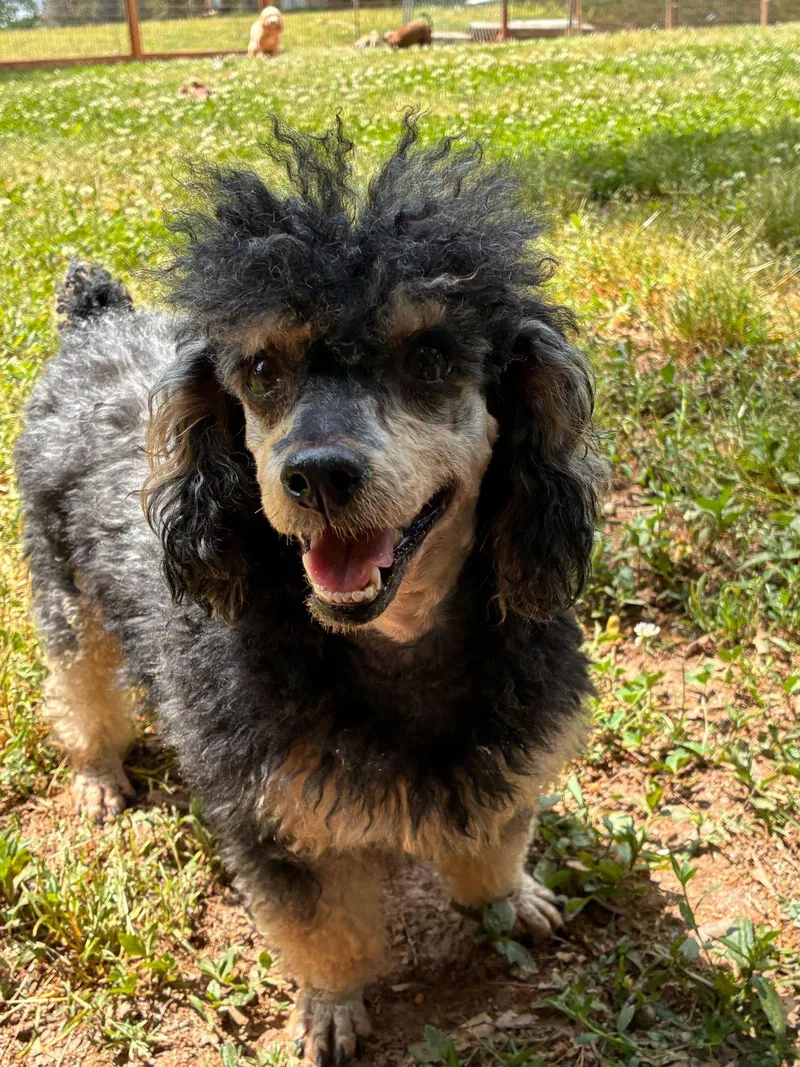 An adult small-sized female Poodle dog named Millie Russell Dec for adoption in Pacolet, SC