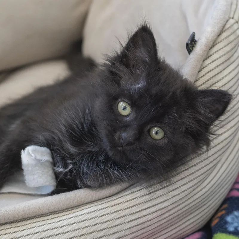A baby medium-sized female Black Domestic Long Hair cat named Bellatrix for adoption in Pontiac, MI