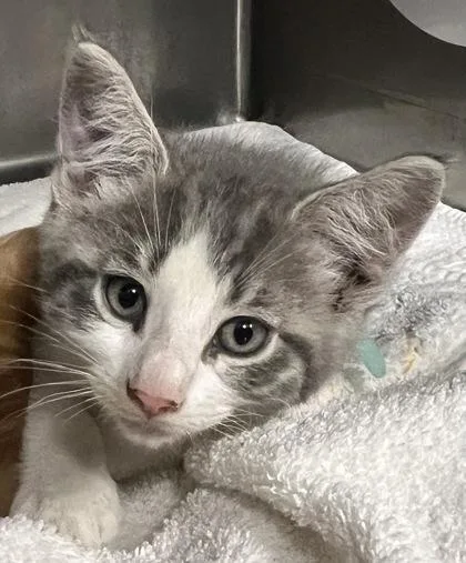 A baby small-sized male Domestic Short Hair cat named Yamslam for adoption in Roseville, CA