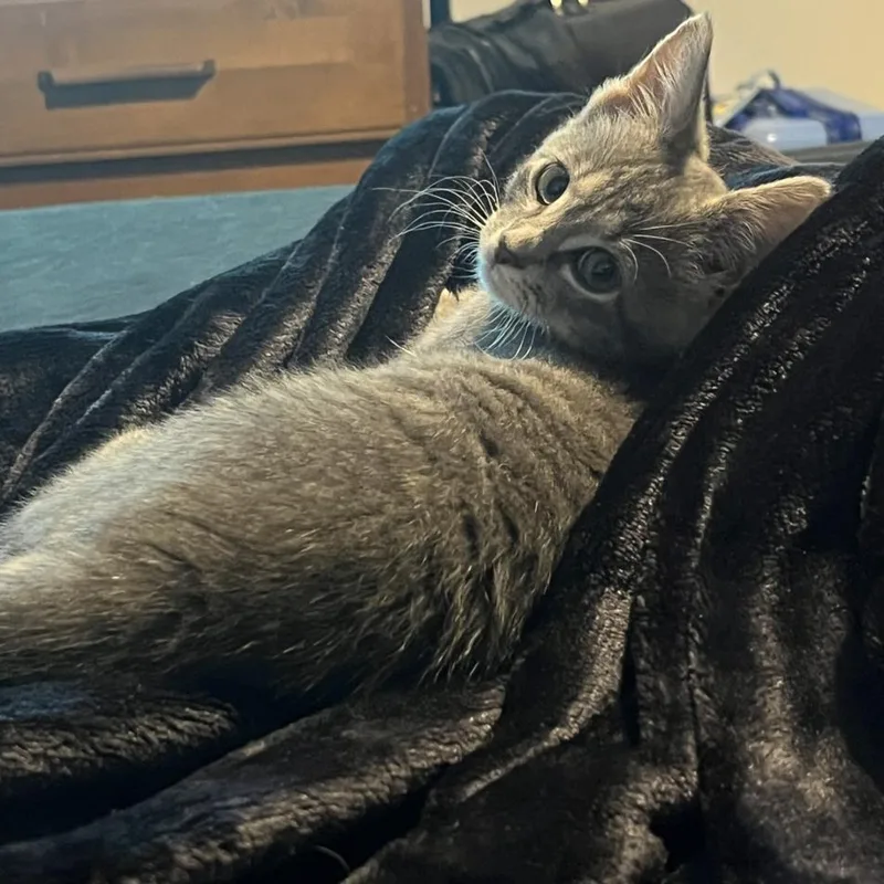 A baby small-sized male Domestic Short Hair cat named James for adoption in Hagerstown, MD