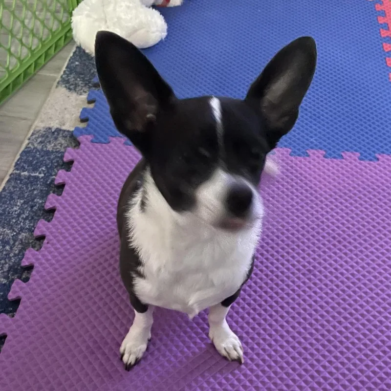 A senior small-sized male Chihuahua dog named Lazlo for adoption in West Palm Beach, FL