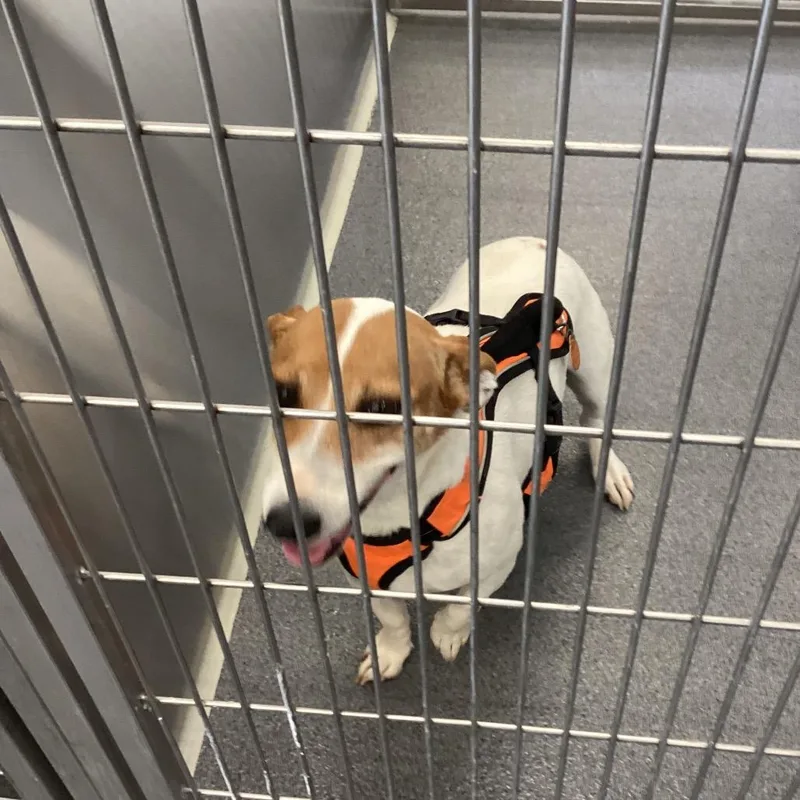 An adult medium-sized female White / Cream Jack Russell Terrier dog named Prissy for adoption in Montgomery, AL