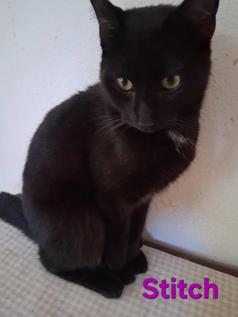 Stitch