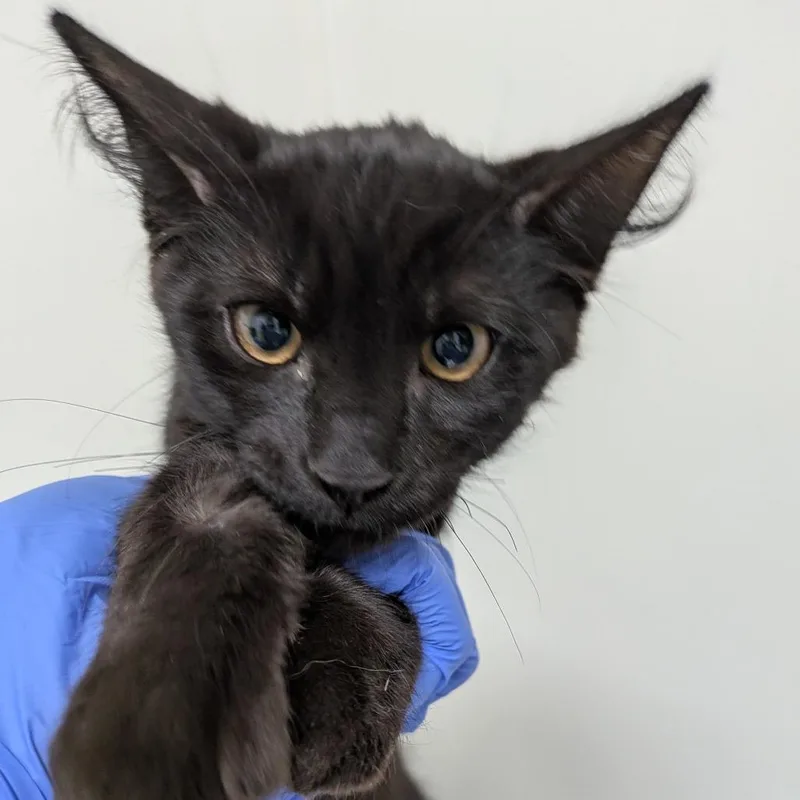 A baby medium-sized male Black Domestic Short Hair cat named Nebulusa for adoption in Long Beach, CA