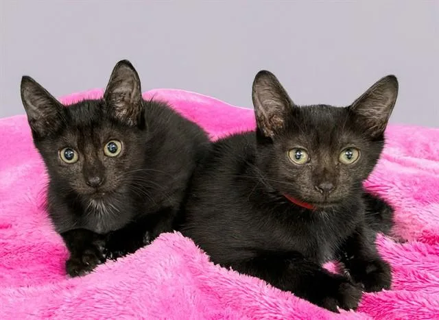 A baby medium-sized female Domestic Short Hair cat named Toast for adoption in Fort Lauderdale, FL
