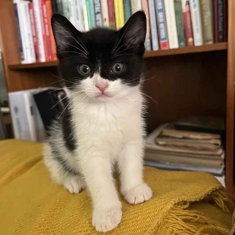 A baby medium-sized female White Domestic Medium Hair cat named Luna for adoption in Westminster, CA