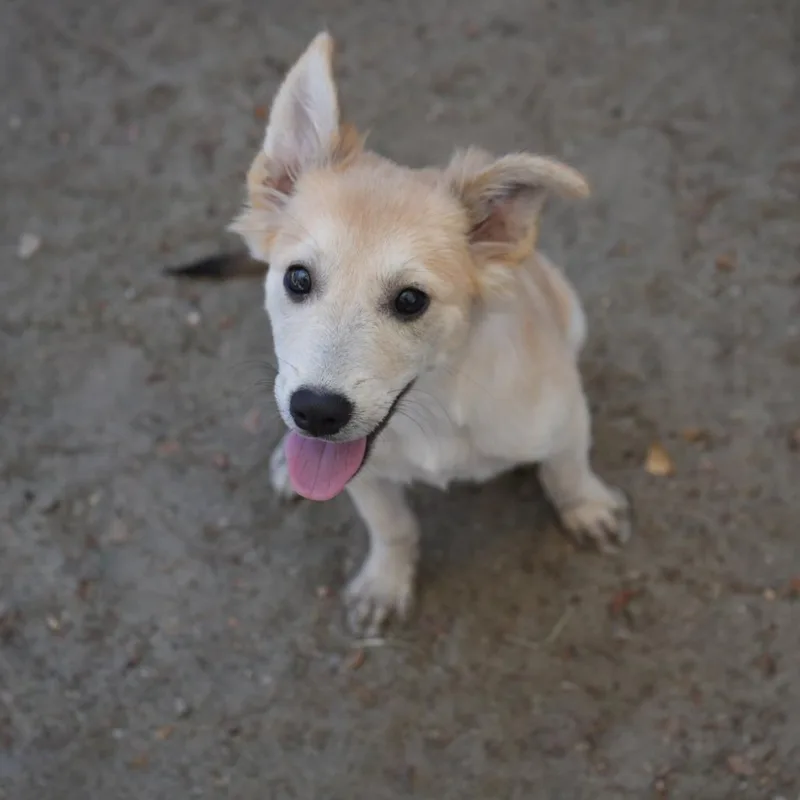 A baby small-sized female Apricot / Beige Chihuahua dog named Esme for adoption in Coachella, CA