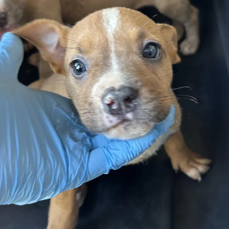 A baby small-sized male Yellow / Tan / Blond / Fawn Pit Bull Terrier dog named Skipper for adoption in Birmingham, AL