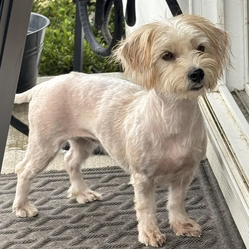 A young small-sized female Apricot / Beige Maltese dog named Ms. Marvelous Blossom for adoption in Ridgefield, WA