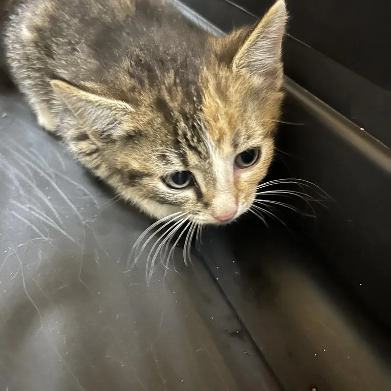 A baby small-sized female Brown / Chocolate Domestic Short Hair cat named Steppenwolf for adoption in Greensboro, NC