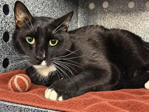An adult large-sized male Domestic Short Hair cat named Nova for adoption in New York, NY