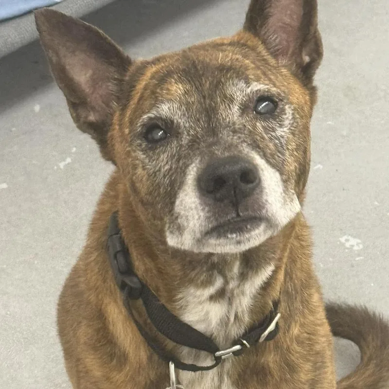 An adult large-sized female Mixed Breed dog named Brownie for adoption in Groveland, MA