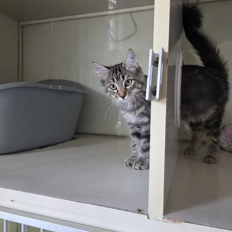A baby small-sized female Domestic Medium Hair cat named Meadow for adoption in Midland, TX