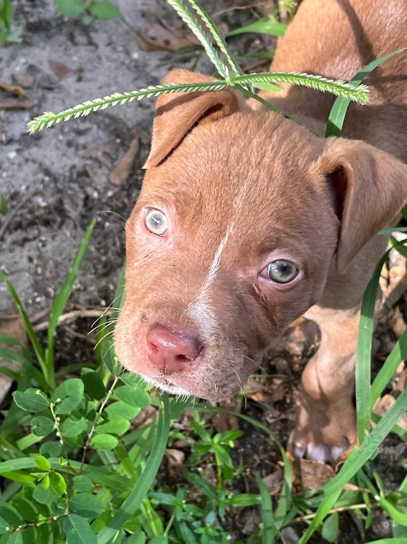 A baby medium-sized male Terrier dog named Malcom for adoption in Margate, FL