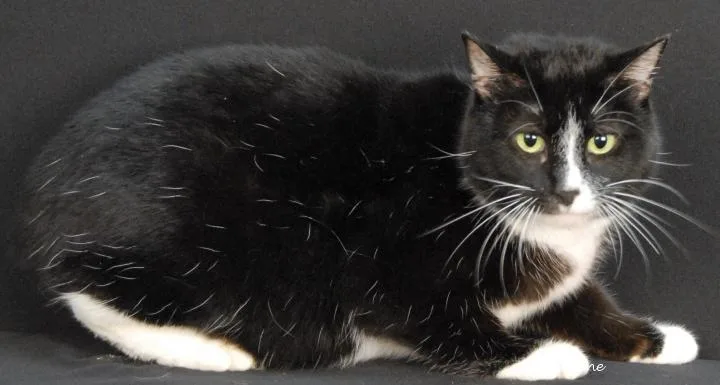 An adult medium-sized female Black Domestic Short Hair cat named Mittens for adoption in Newland, NC