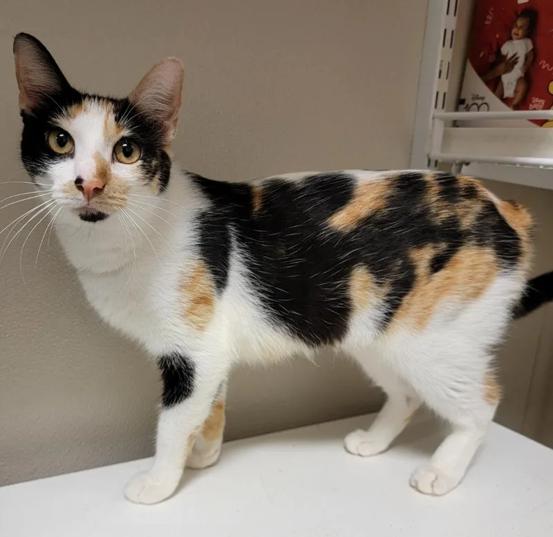 Calliope thumbnail 2