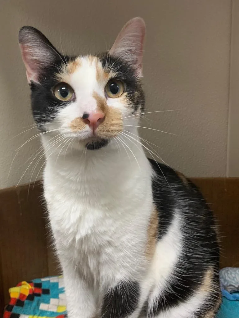 Calliope thumbnail 3