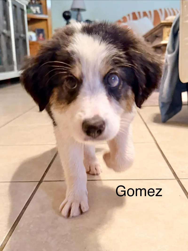 A baby medium-sized male Border Collie dog named Gomez for adoption in Manchester, CT