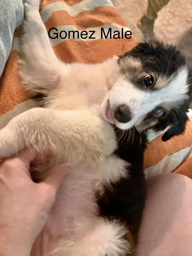 Gomez thumbnail 4