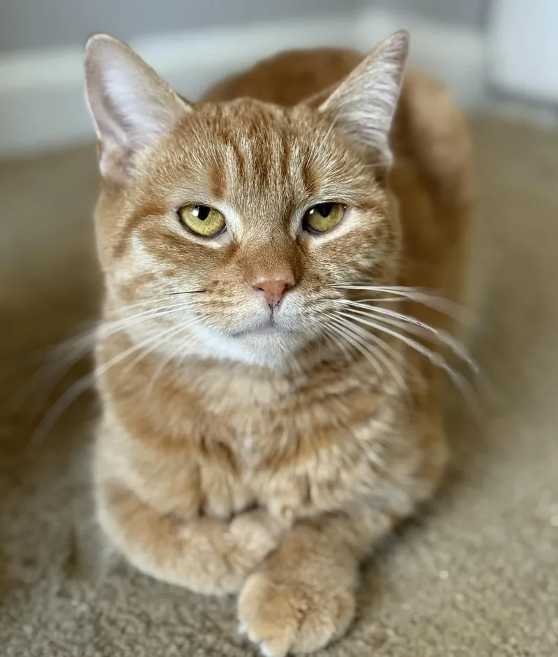 A young medium-sized female Domestic Short Hair cat named Tig Tig Twiggy for adoption in Alexandria, VA