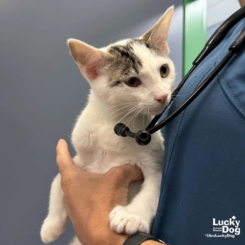 A young medium-sized male Domestic Short Hair cat named Michael for adoption in Washington, DC
