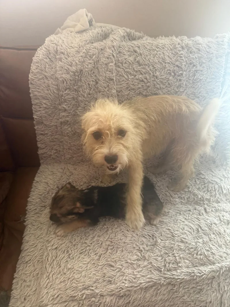 An adult small-sized female Apricot / Beige West Highland White Terrier / Westie dog named Zoey for adoption in Rio Grande, PR