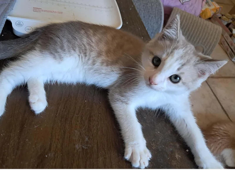 A baby small-sized male Gray / Blue / Silver Domestic Short Hair cat named Lilac for adoption in Orange, CA