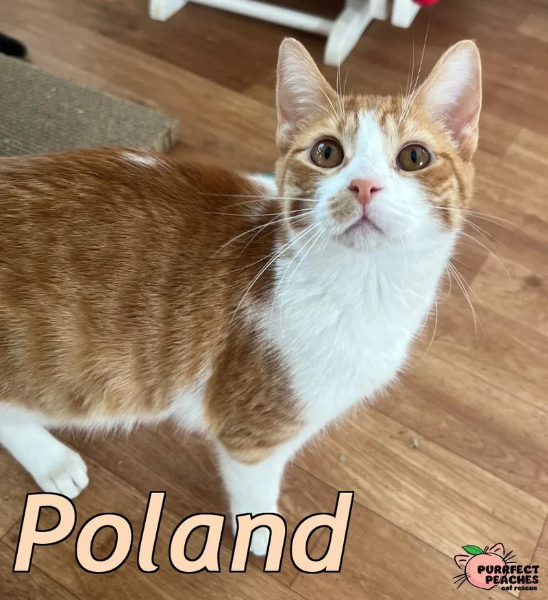 A baby medium-sized female Domestic Short Hair cat named Poland for adoption in Douglasville, GA