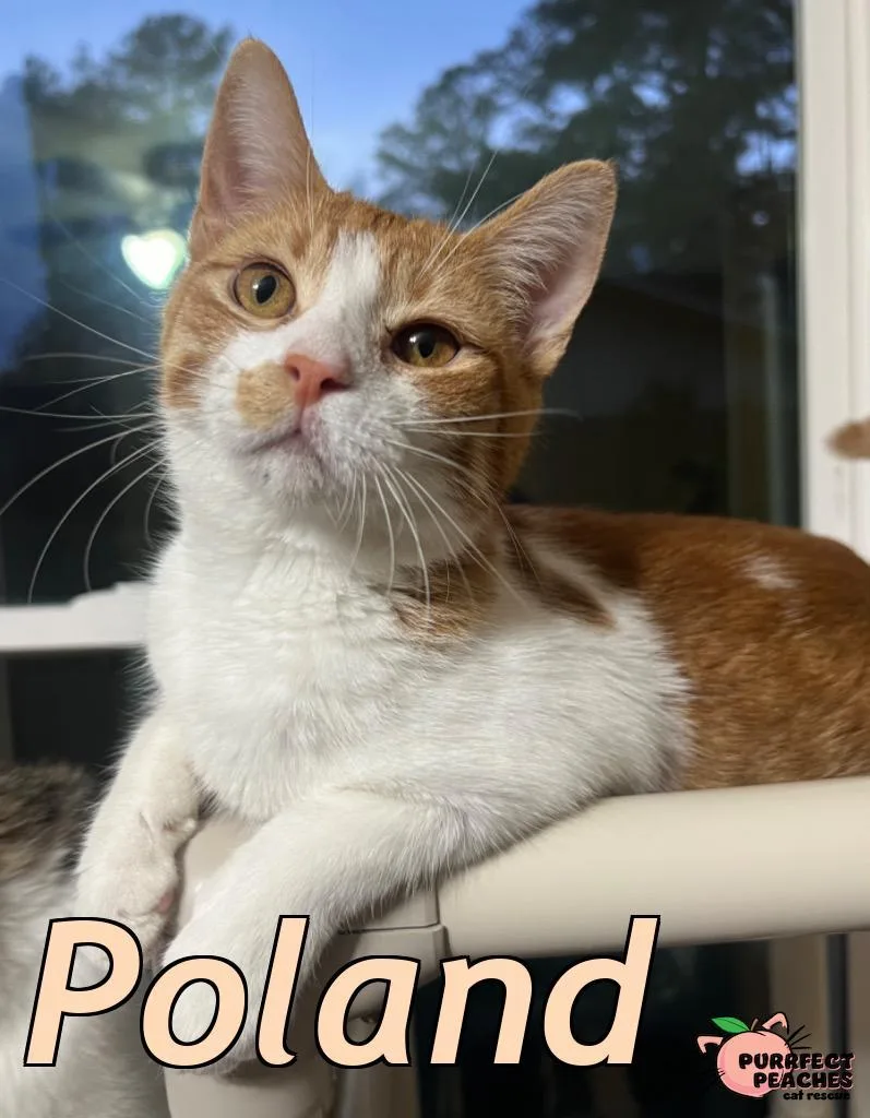 Poland thumbnail 2