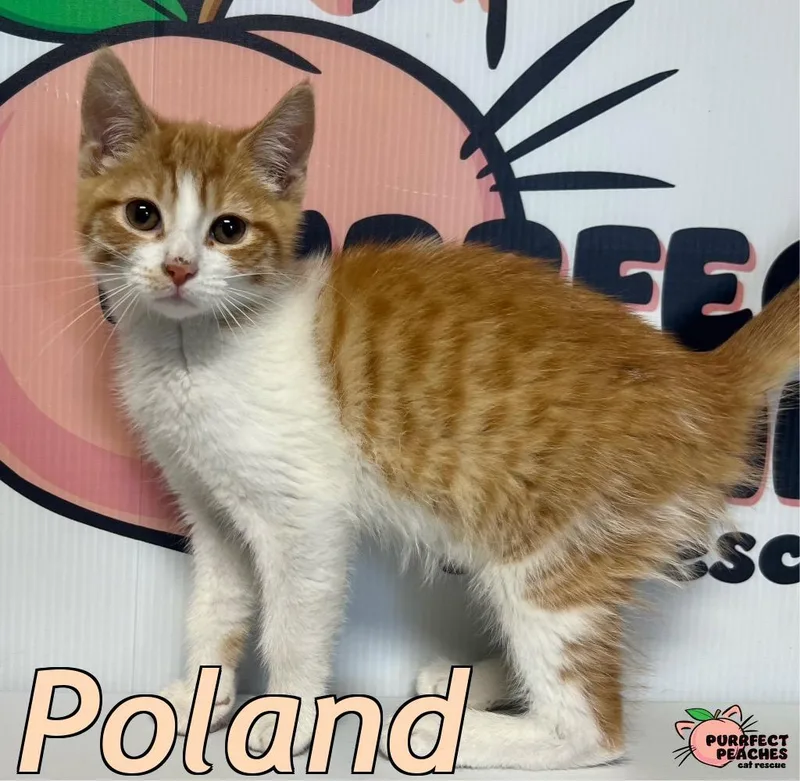Poland thumbnail 3