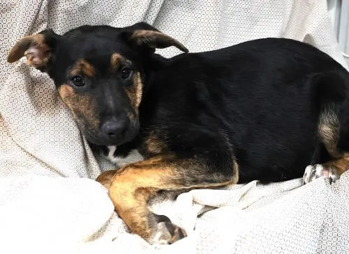 A young medium-sized male Shepherd dog named Verve for adoption in Thief River Falls, MN