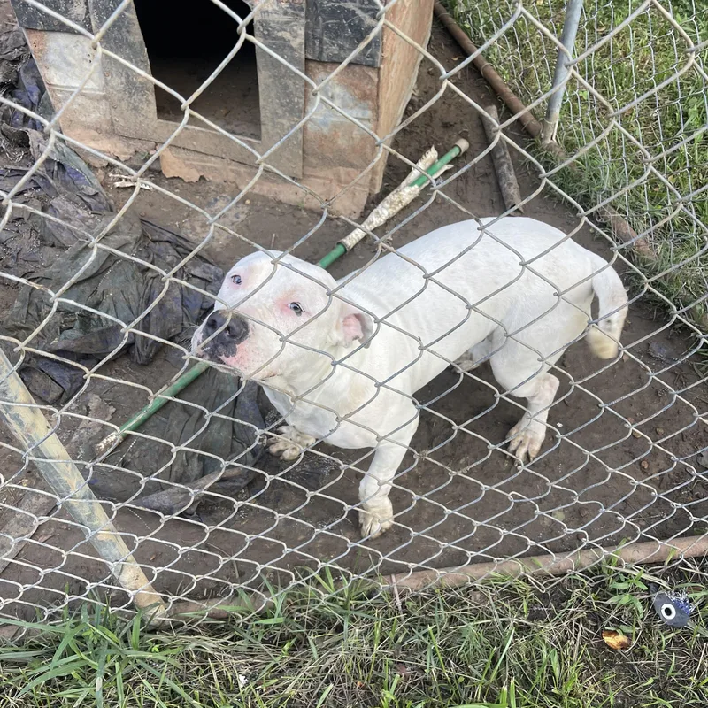 An adult medium-sized female White / Cream Pit Bull Terrier dog named Milky Way for adoption in Charles City, VA
