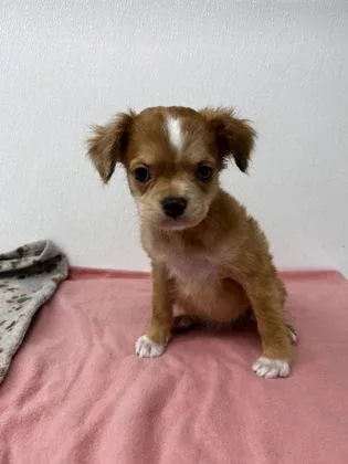 Mozzarella thumbnail 2