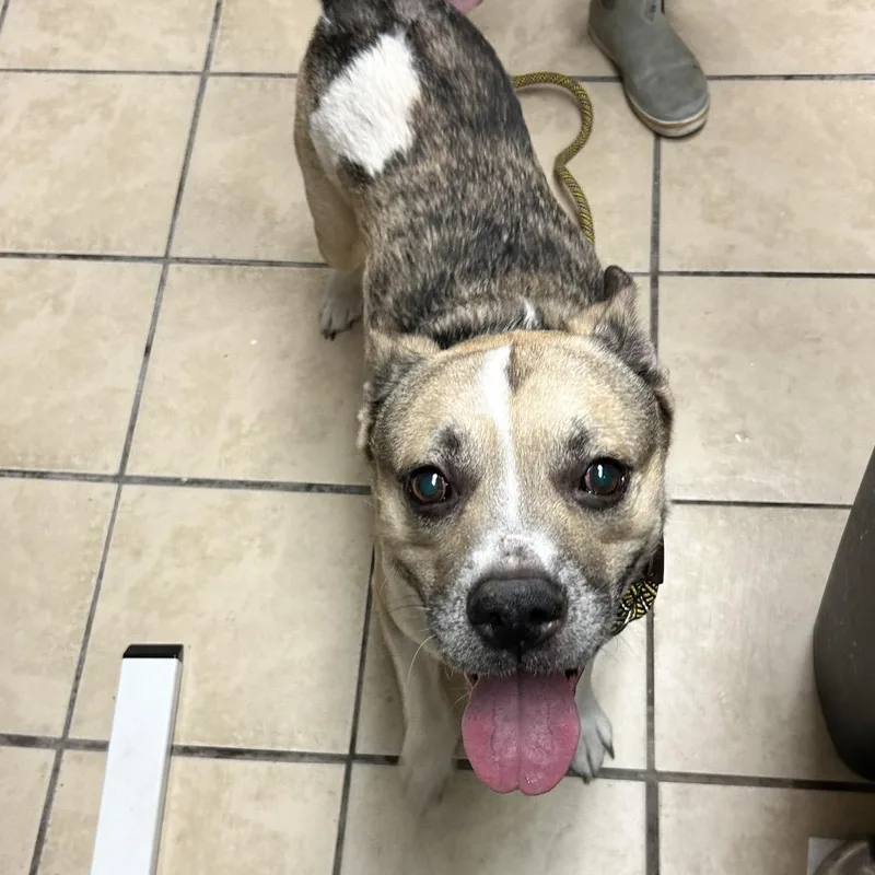 An adult medium-sized male White / Cream Pit Bull Terrier dog named Ace for adoption in Newport, NC