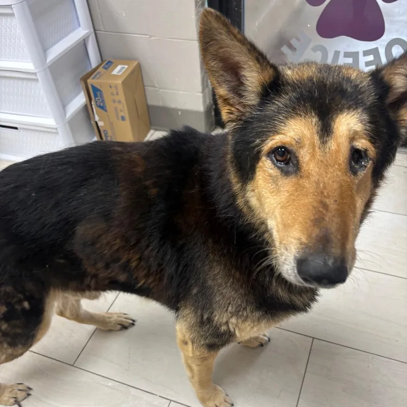 A senior large-sized male Black German Shepherd Dog dog named Aturs for adoption in Lufkin, TX