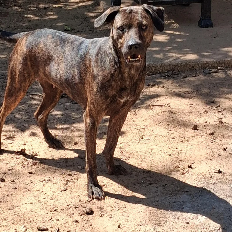 An adult medium-sized female Dutch Shepherd dog named Dory for adoption in Joshua, TX