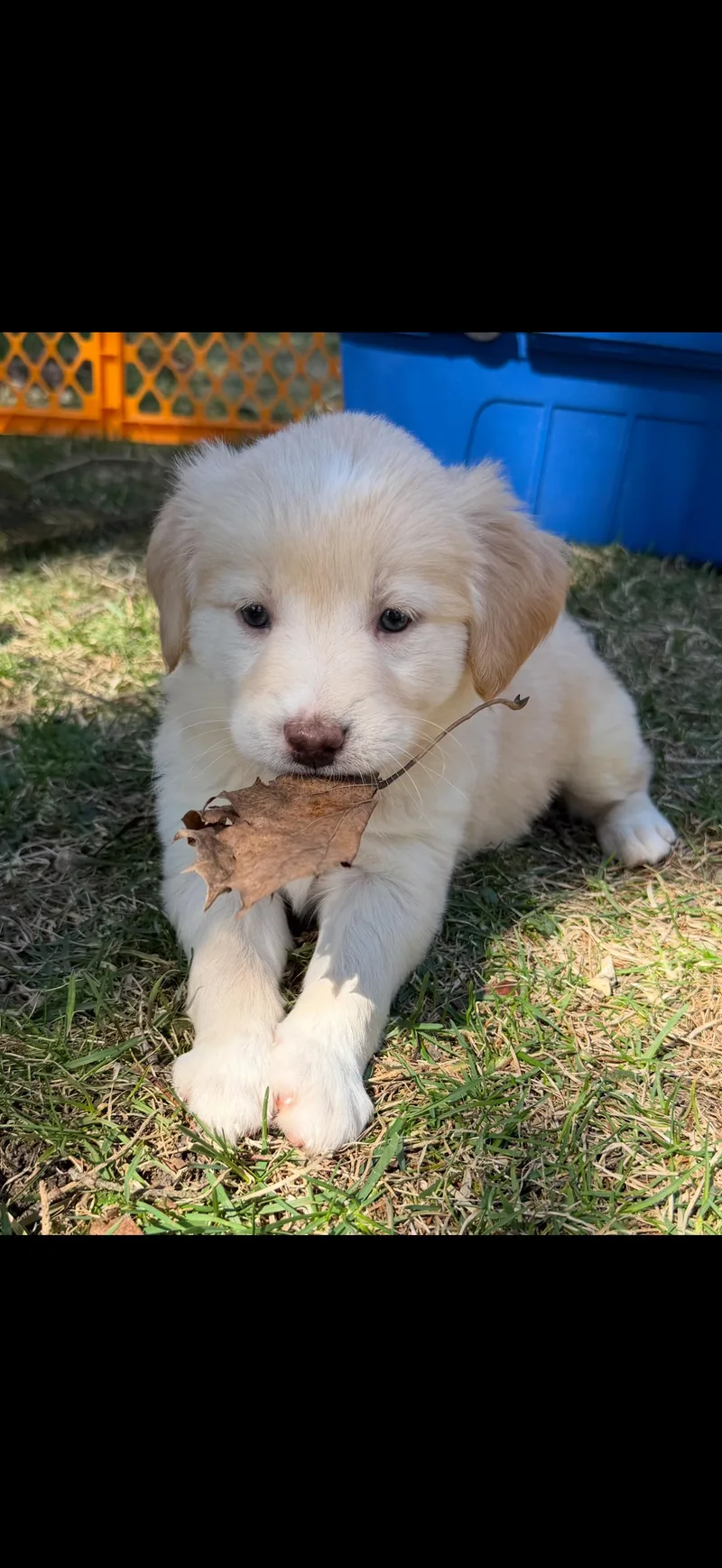 A baby medium-sized female Yellow / Tan / Blond / Fawn Labrador Retriever dog named Pearl for adoption in Union Grove, WI