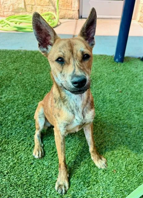 A young small-sized male Pit Bull Terrier dog named Spunky for adoption in Baytown, TX