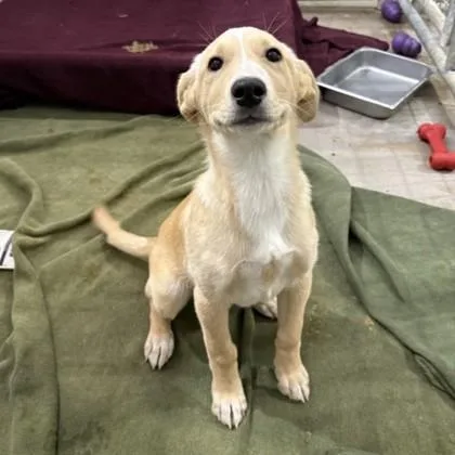A young large-sized female Mixed Breed dog named Ariel for adoption in Dallas, TX