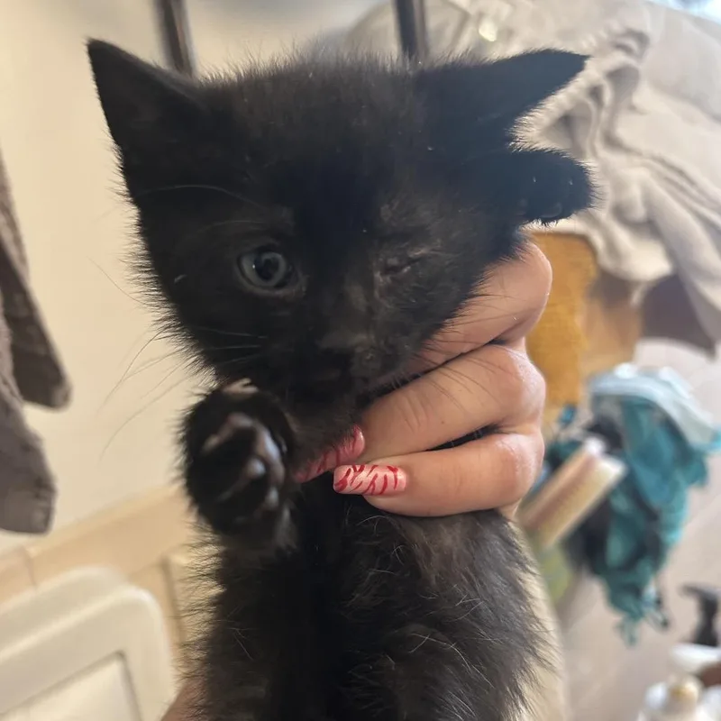 A baby small-sized female Black Domestic Short Hair cat named Wolf for adoption in Newark, NJ
