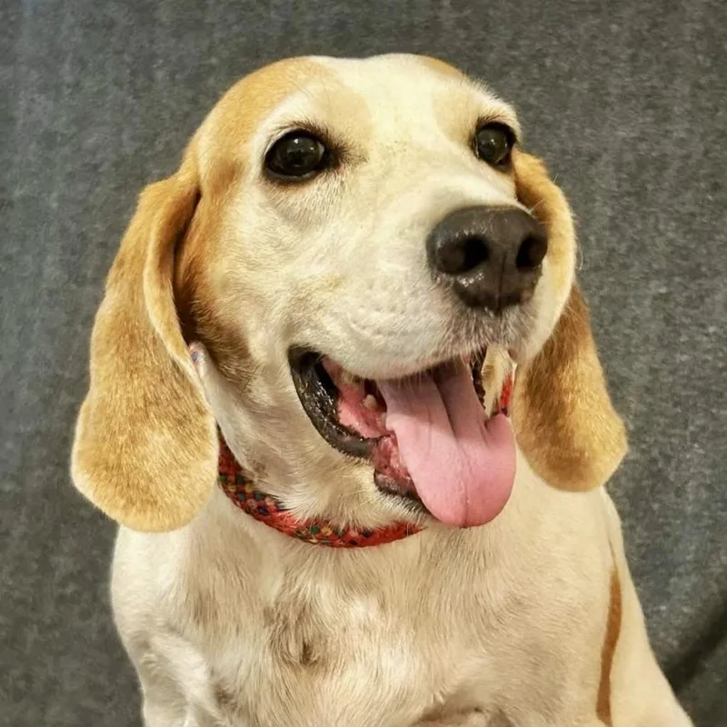A senior medium-sized female White / Cream Hound dog named Mama Dog for adoption in Brewton, AL